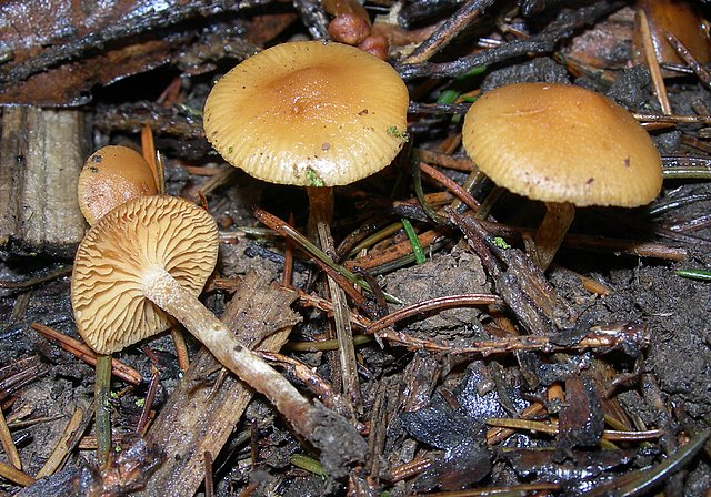 Galerina spec. Cod.: DSCN 9473